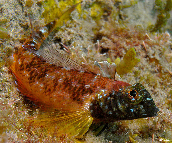 Tripterigium delaisi _0022777